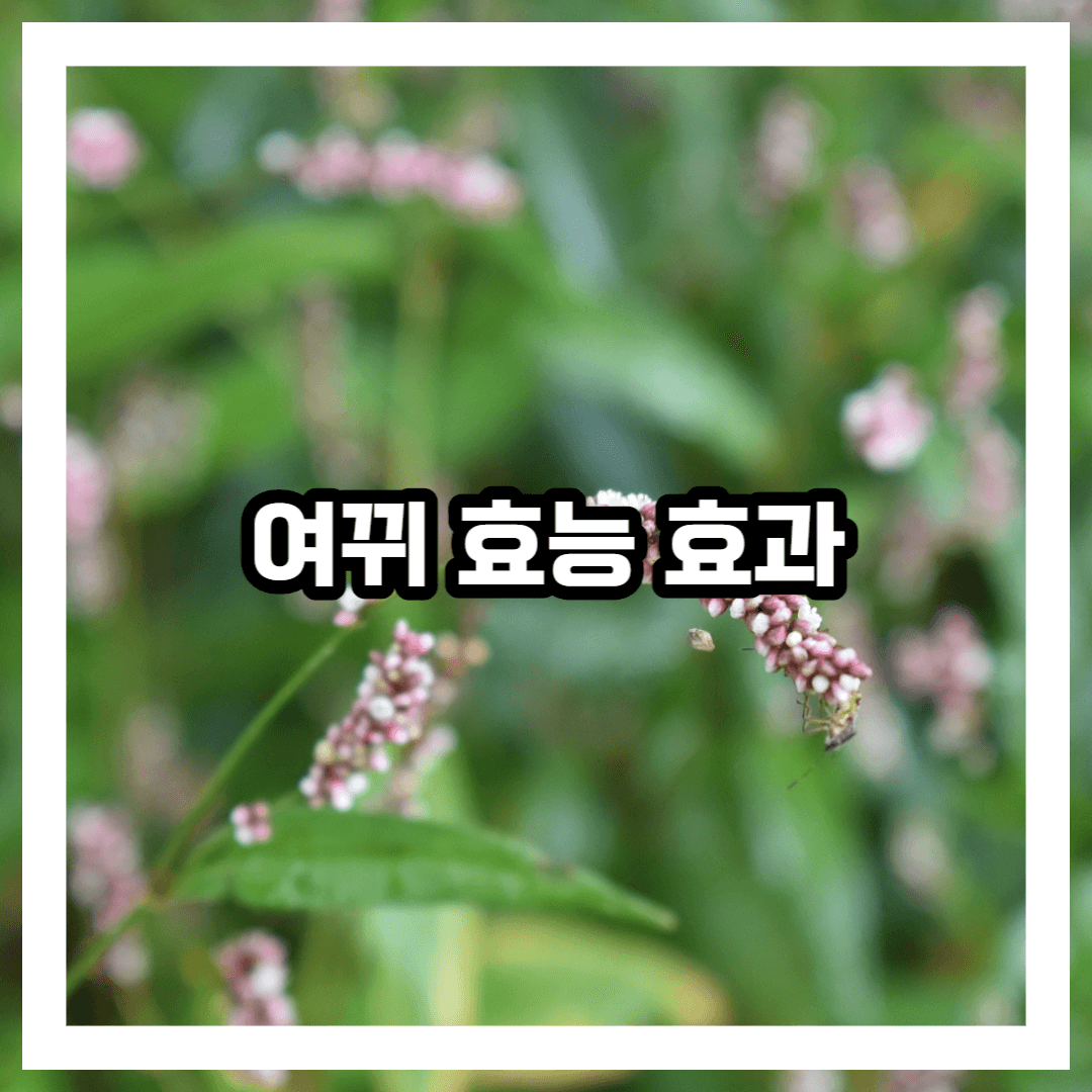여뀌 블로그 썸네일