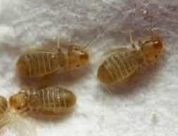 먼지다듬이 벌레/출처:구글이미지