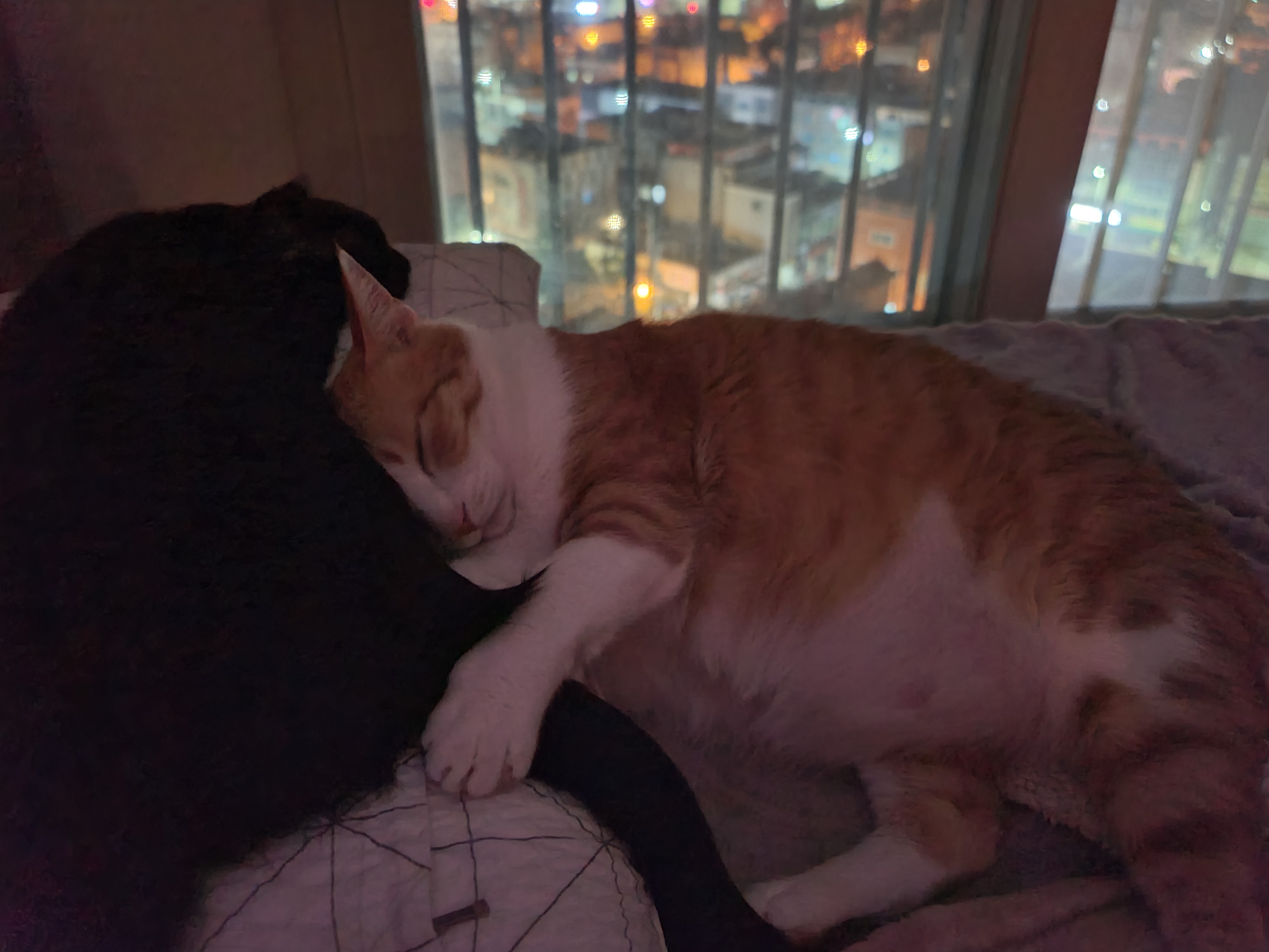 사이좋은 고양이들. 우리집 1호, 2호 공식 커플.