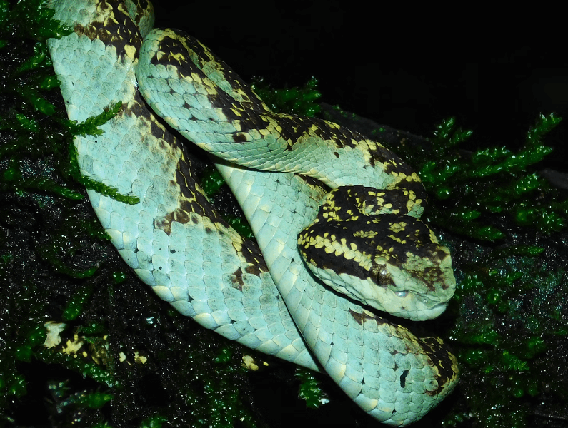 구렁이 꿈 해몽 풀이