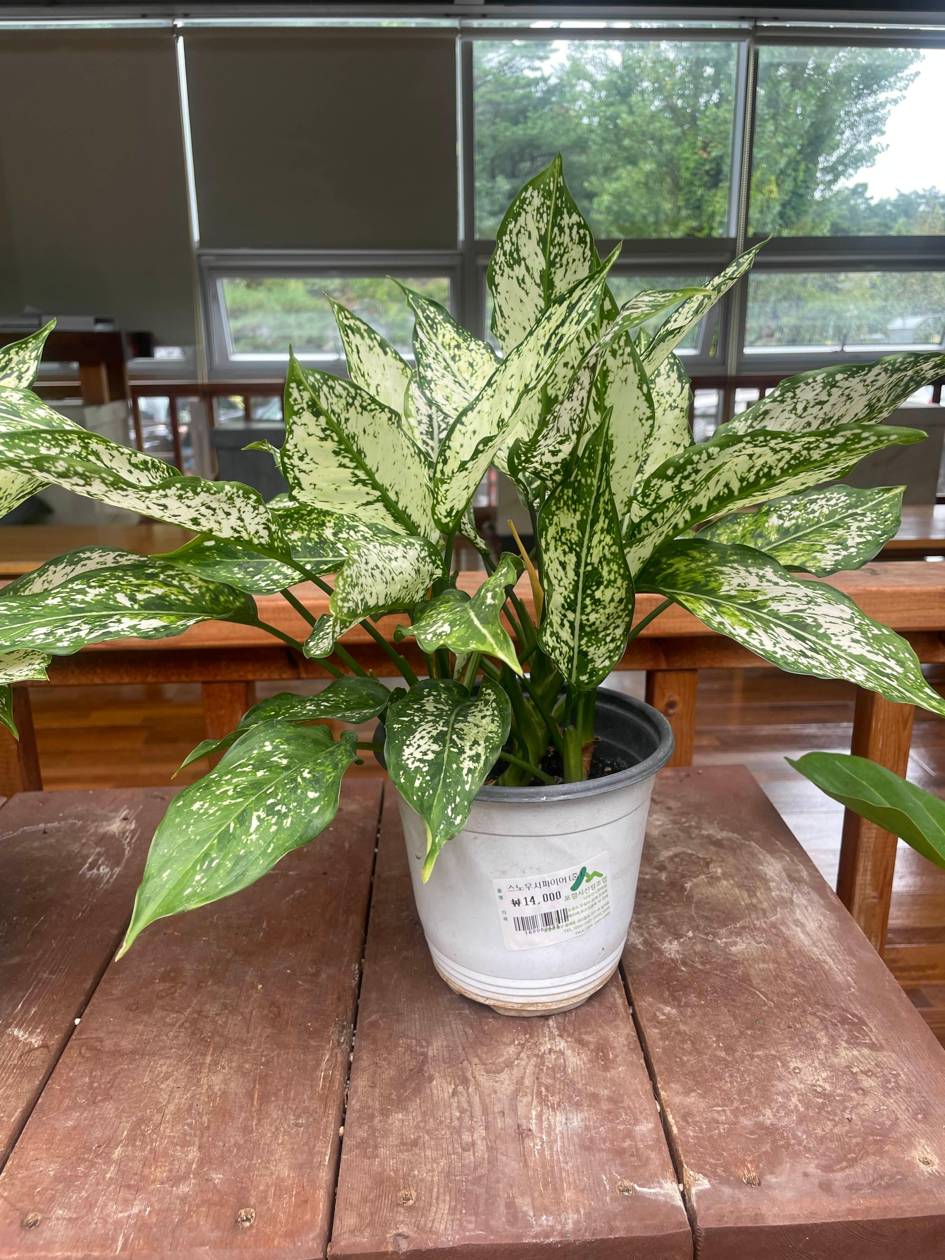 포항 산림조합 숲카페 방문 후기