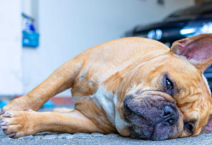 누워있는 강아지