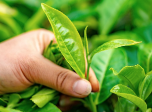 보이차 효능 및 부작용 (카페인 함량, 하루 권장량) 총정리