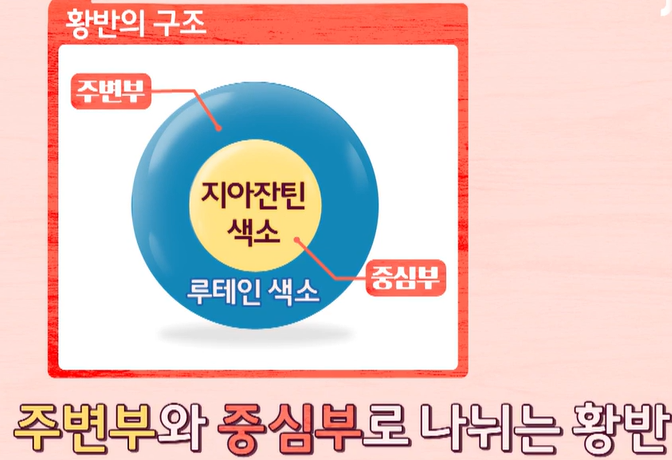 황반 구조
