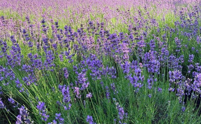 고성 하늬 라벤더팜