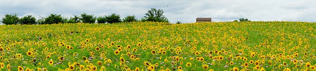 함안 강주 해바라기 축제 일정