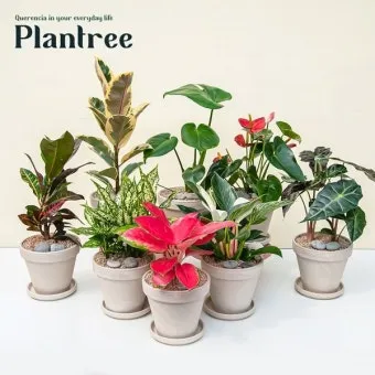 집들이 선물 식물추천 키우기쉬운 종류 물주기 빛관리 가이드_7