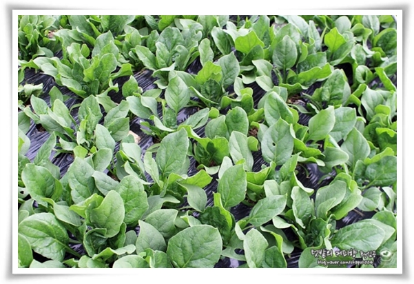 텃밭관리 "2월에 심는 텃밭 작물" 슬기로운 전원생활 가이드!