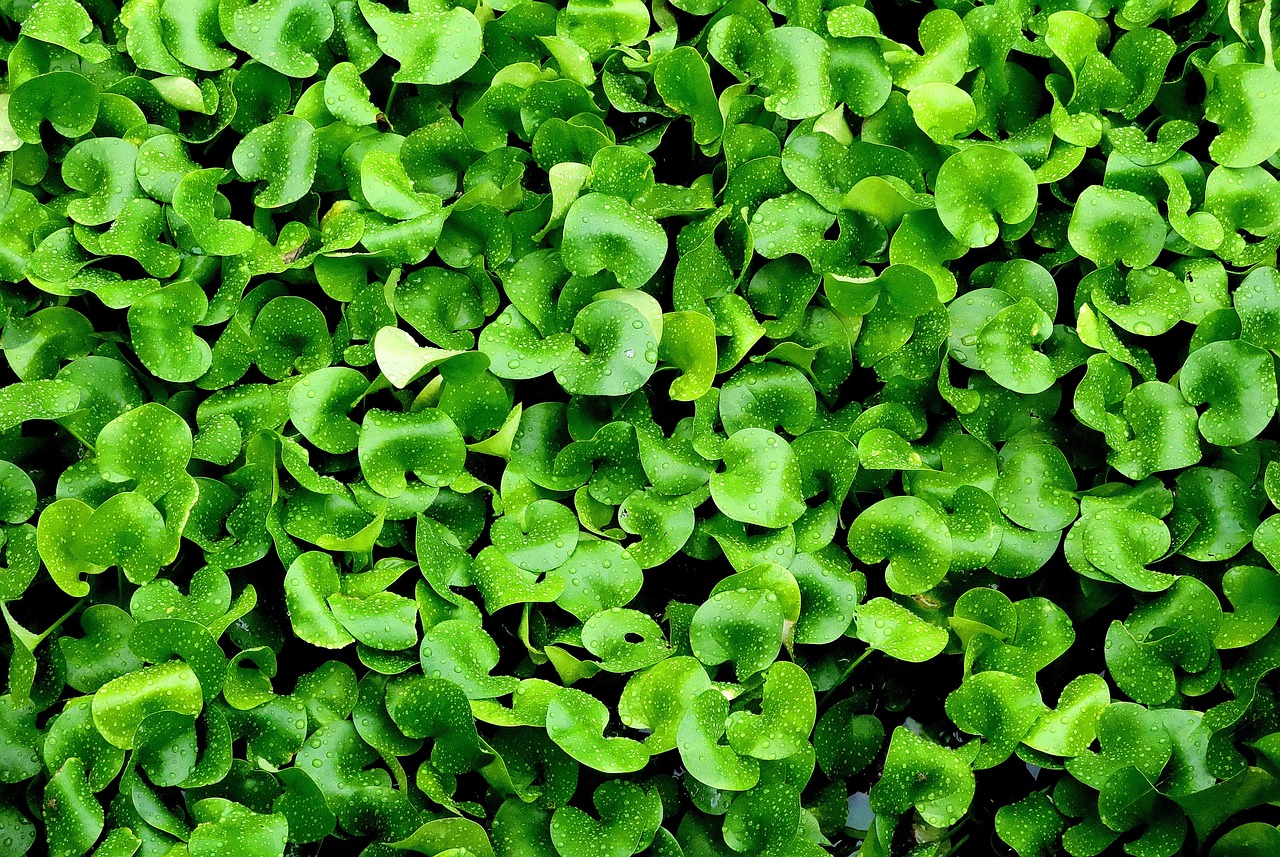 수초 관련 사진