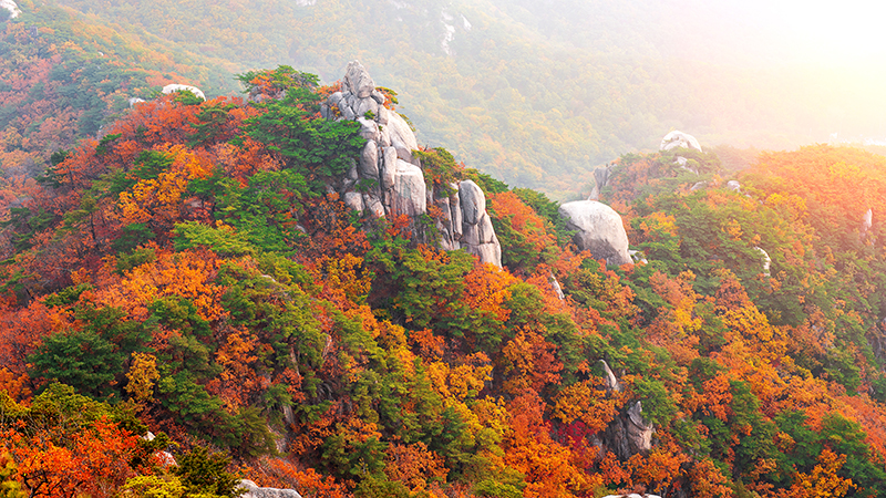북한산단풍