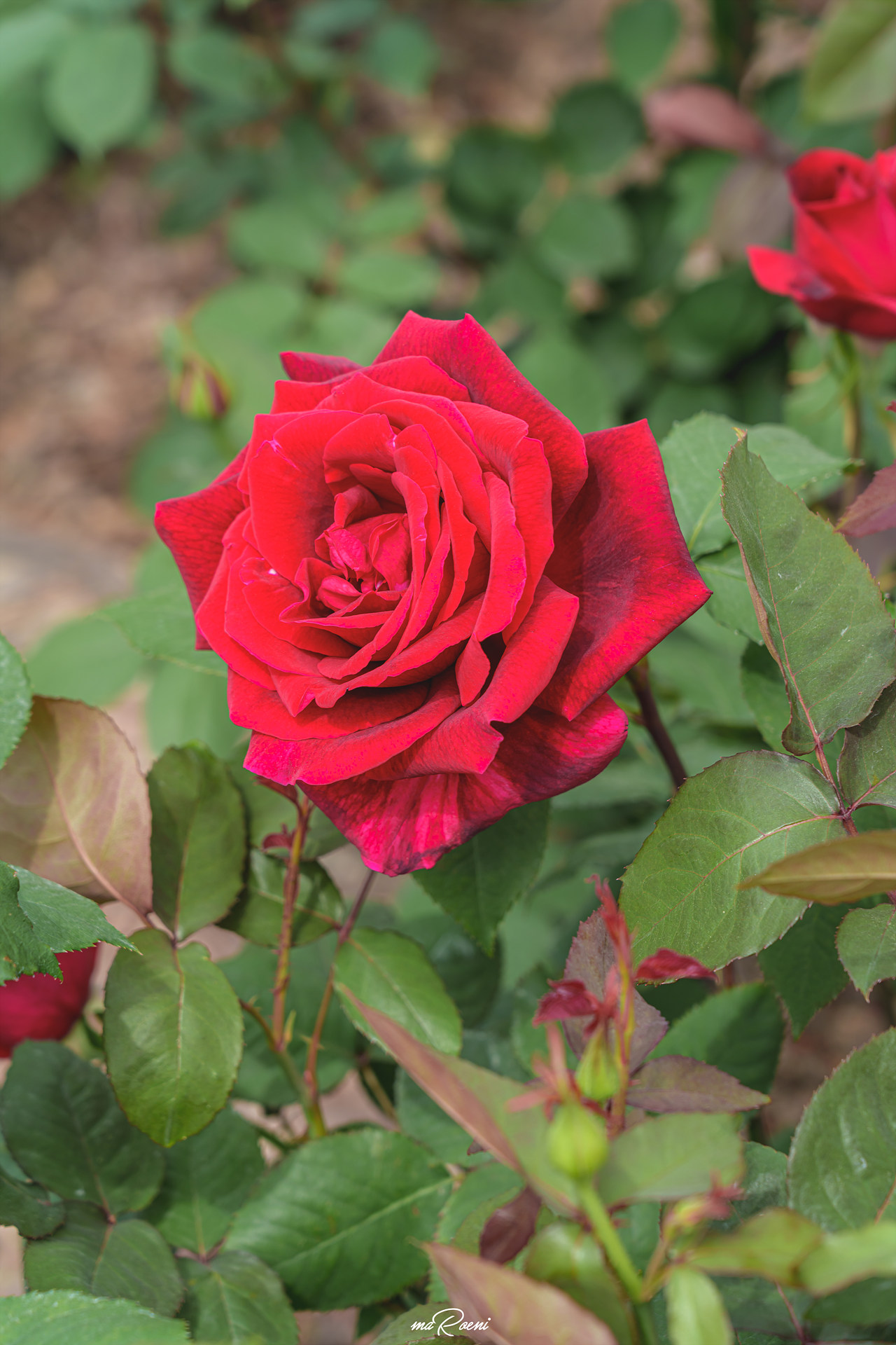 백만송이장미원