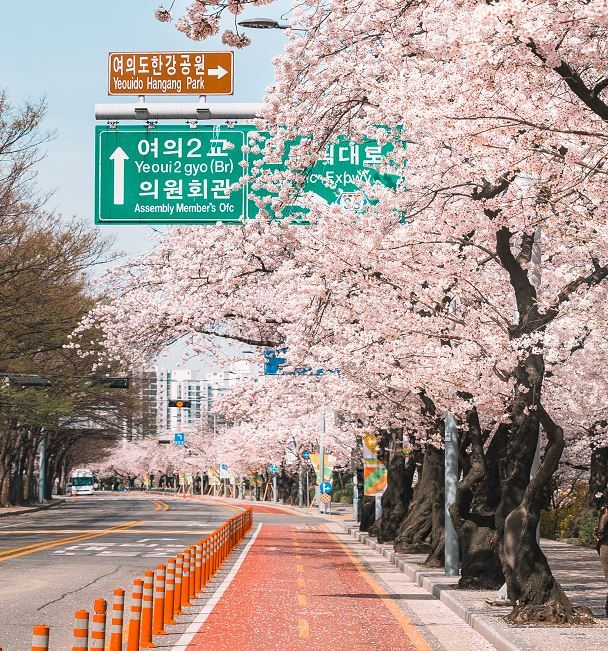 서울-여의도한강공원-벚꽃