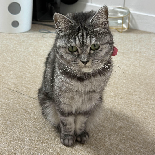 고양이 수염 자르면