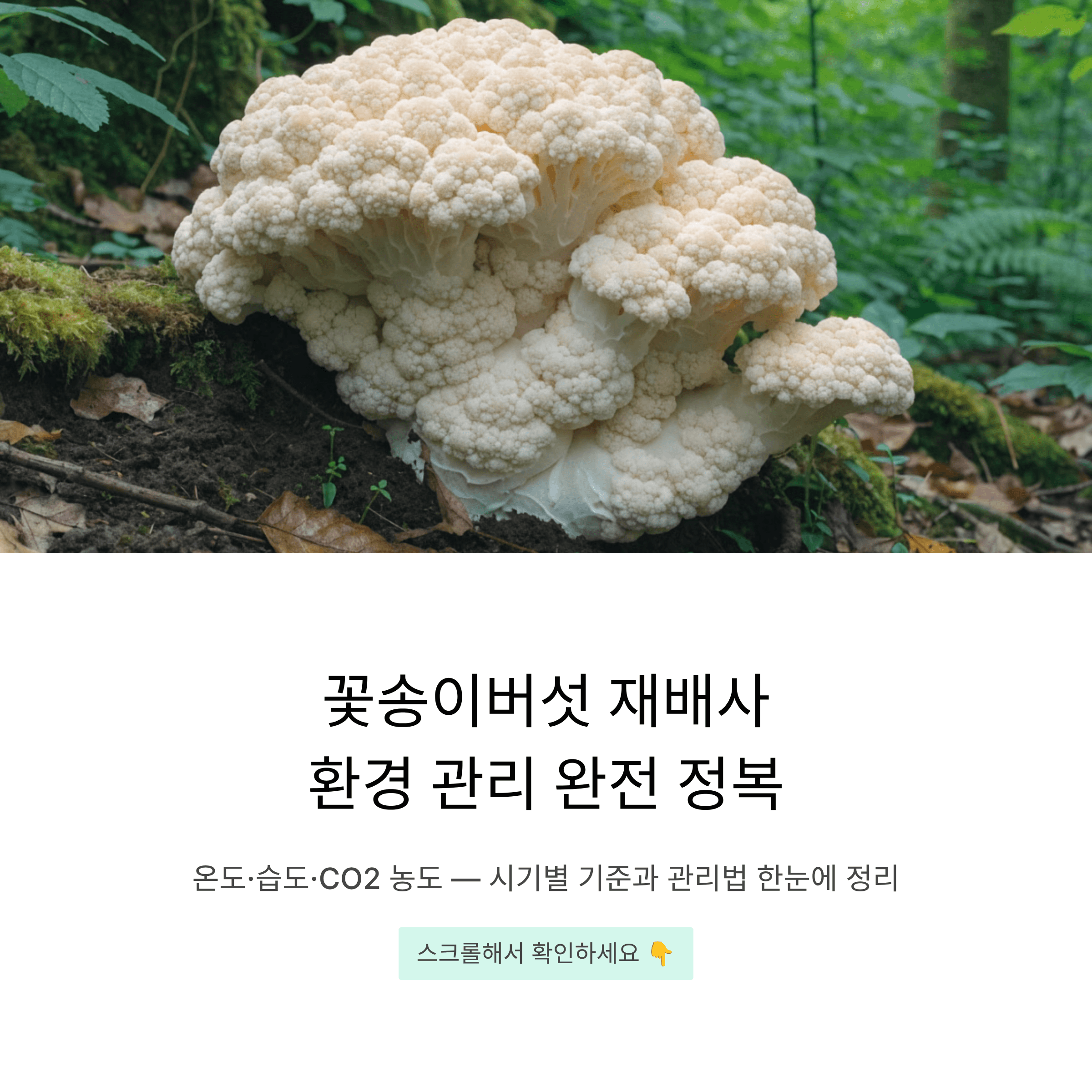 꽃송이버섯 재배사 온도&middot;습도&middot;CO2 농도, 시기별 기준과 관리 방법 한 번에 정리