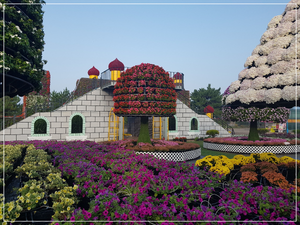 2025 태안 가을꽃 박람회 이미지 / 출처: 코리아플라워파크