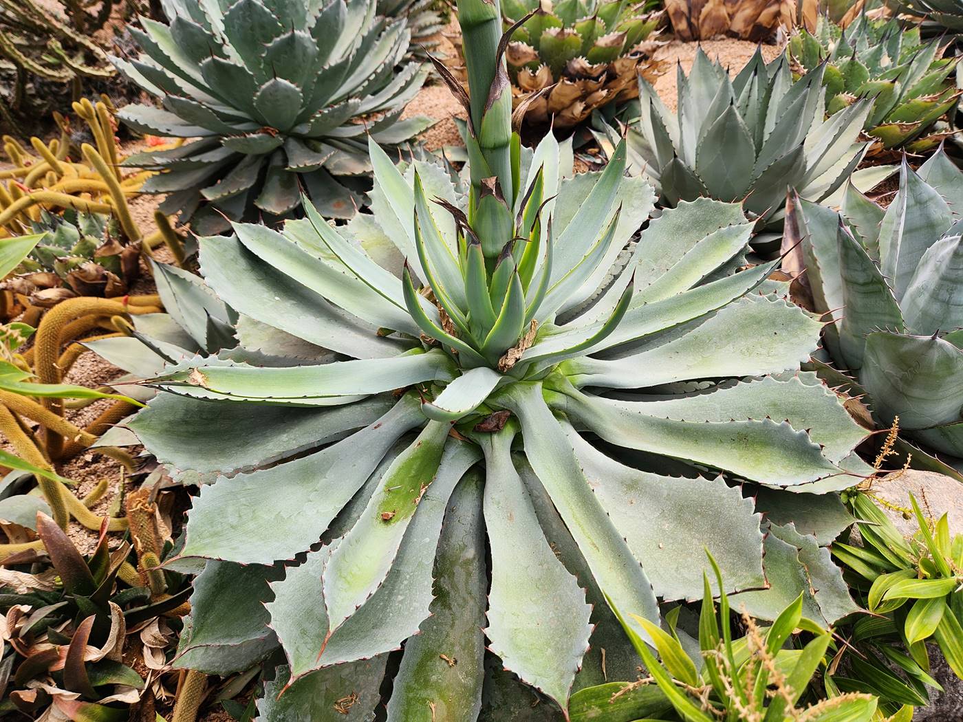 길상천 용설란 Mescal agave