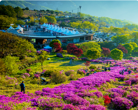 황매산 철쭉축제
