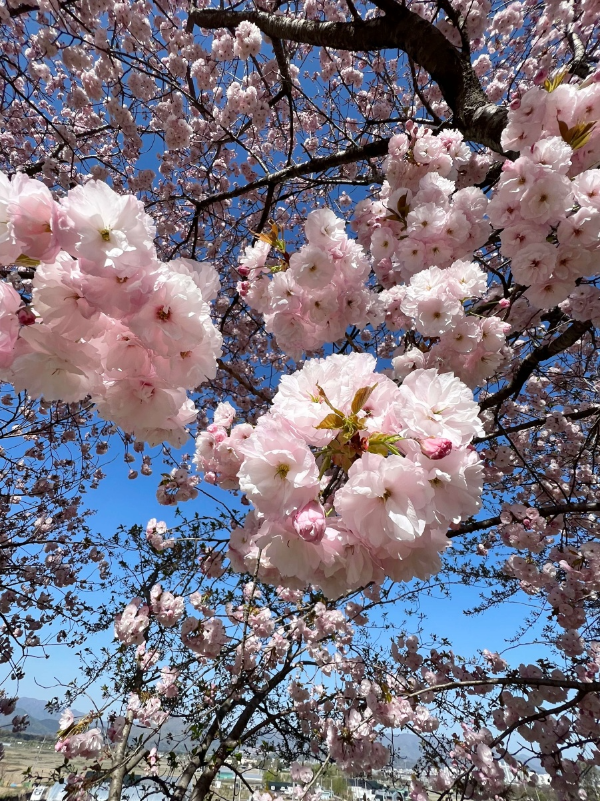 벚꽃이 다가오다