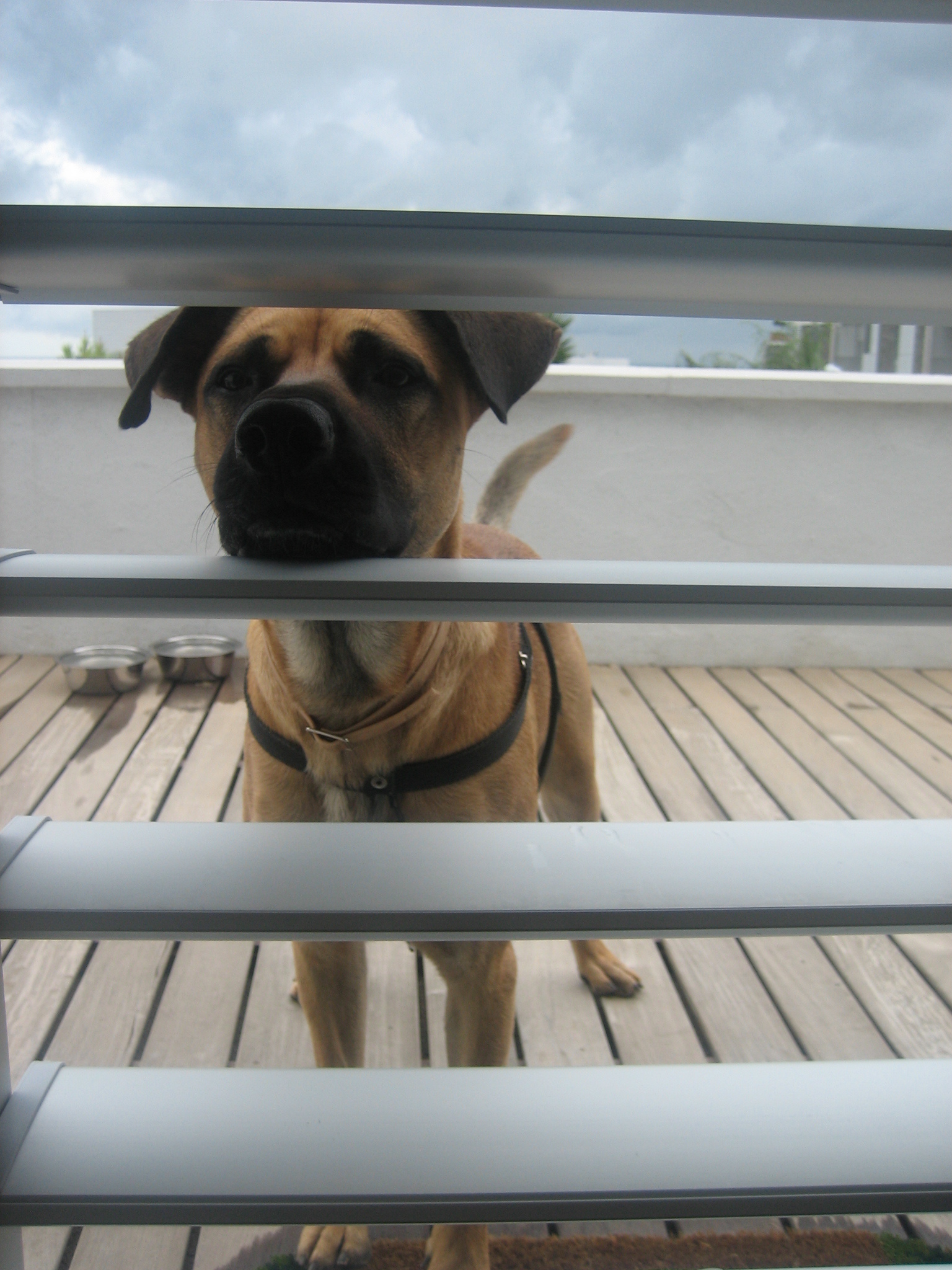 강아지의 분리불안 사진