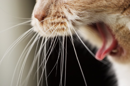 스트레스로 화가 난 고양이.