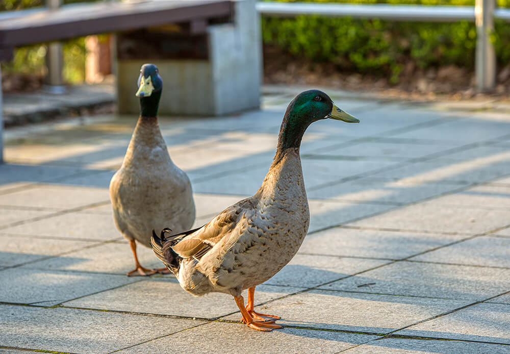 분당중앙공원 벚꽃 - 8