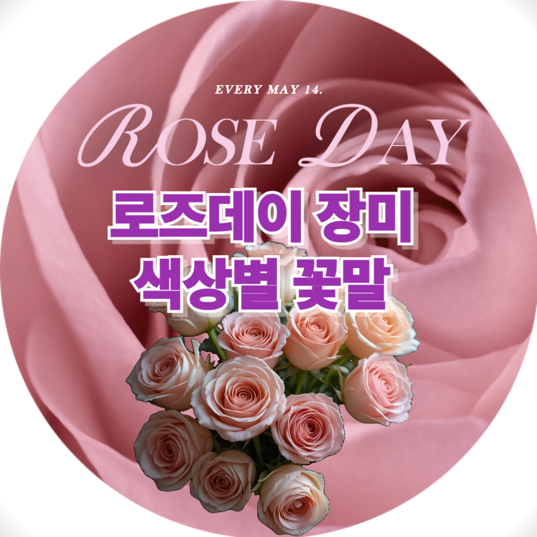 로즈데이 장미 색상별 꽃말