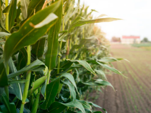 옥타코사놀 효능