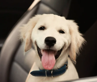 귀여운 견종 추천과 강아지 인기 순위