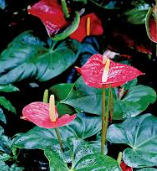 안스리움 관리법 알아보기