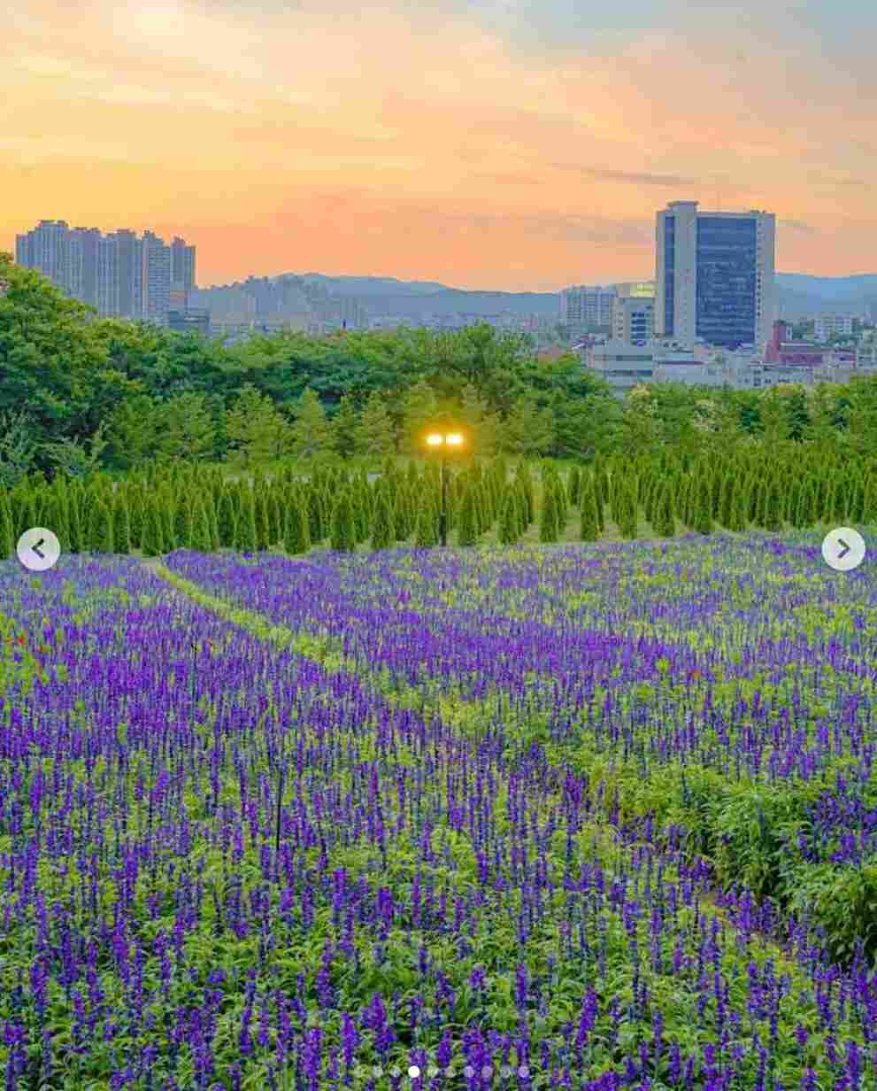 이월드 수국 포레스트 가든