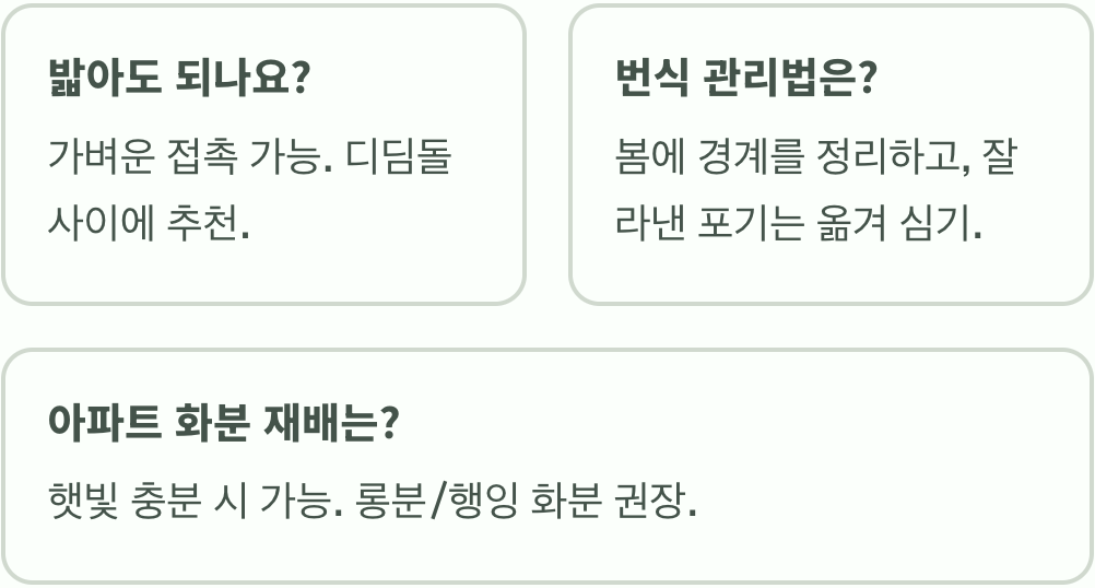 최고의 지피식물, 기린초로 잡초 걱정 끝내기