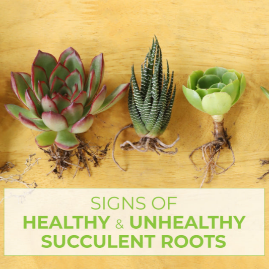 다육식물 분갈이 3단계 뿌리 다듬기 후 건조하기