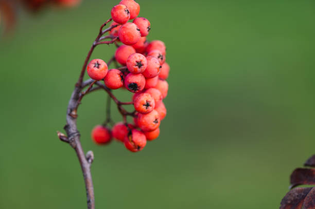 마가목 열매 효능