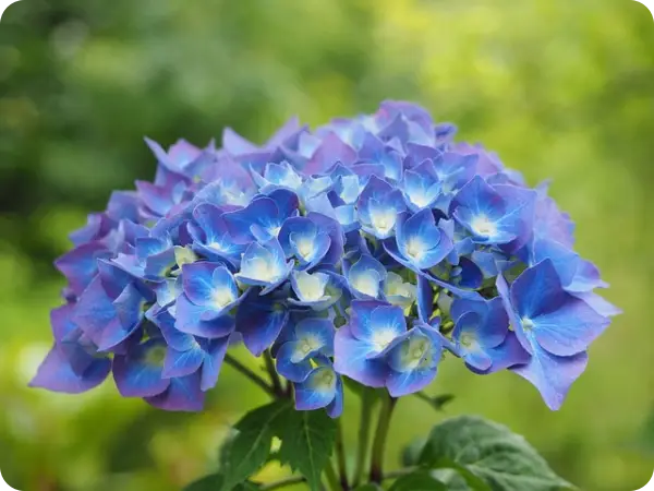 장생포 수국축제