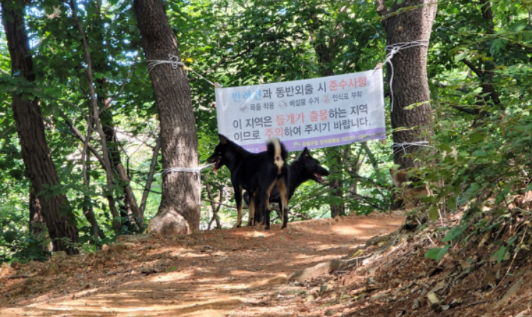 은평구 백련산에 출몰한 검은색의 들개무리들