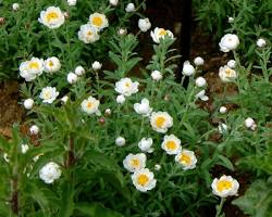  종이꽃(로잔테) 이미지 사진