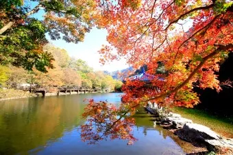 내장산 단풍 명소 단풍시기 산책로 사진스팟 한눈에_20