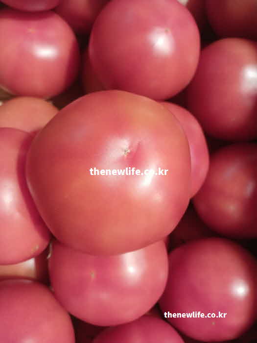 토마토 효능 영양성분 실사진