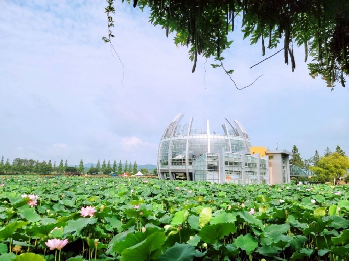 무안 회산백련지1