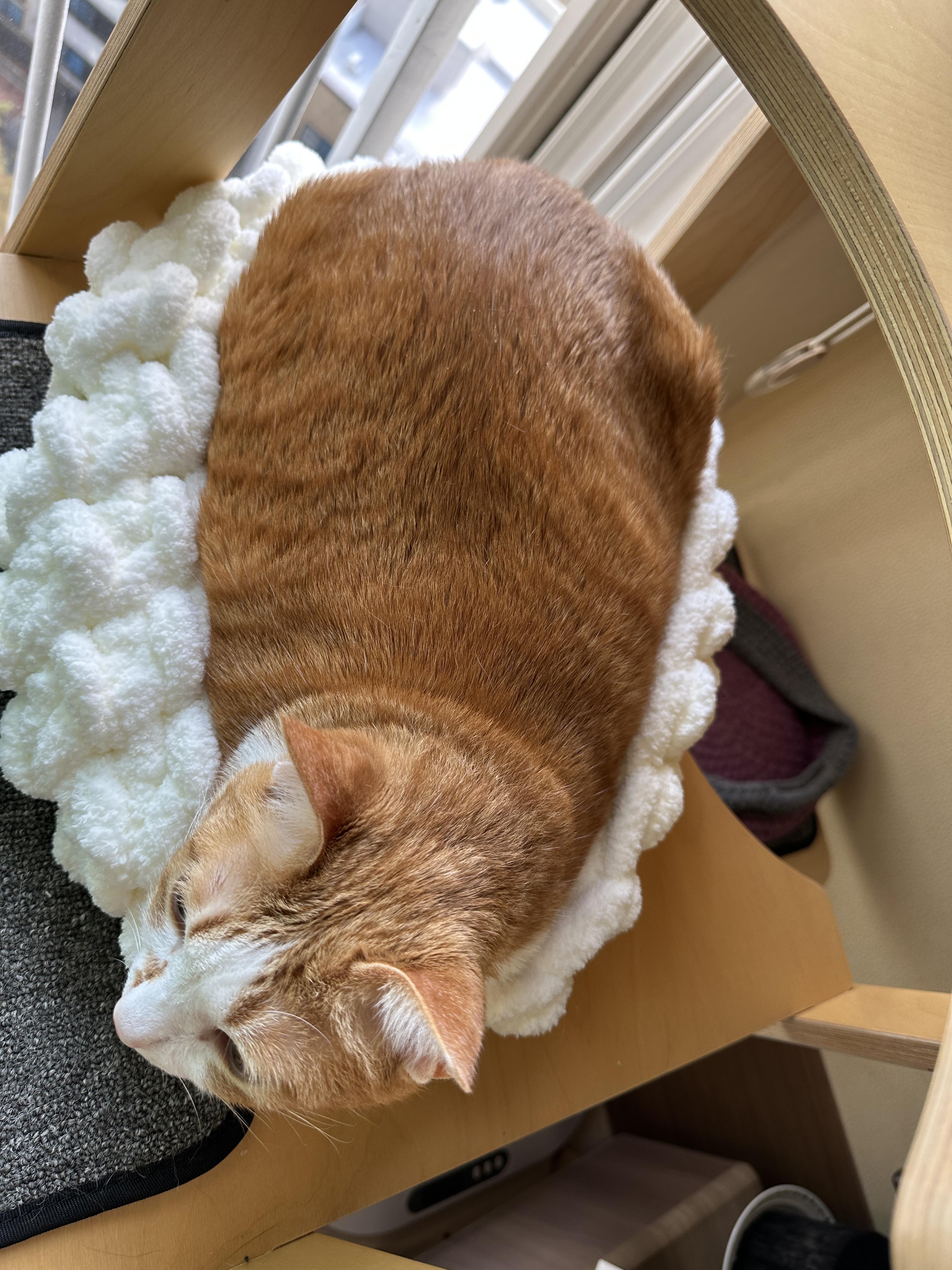 청키수면사_바구니에_들어가_있는_치즈냥이_호야_3