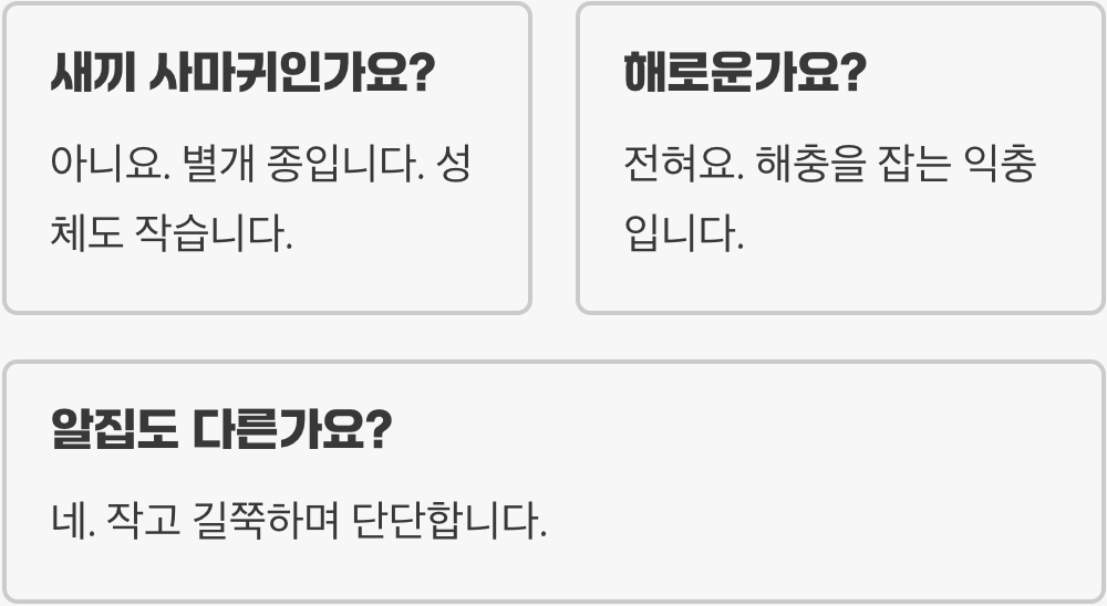 좀사마귀 크기 일반 사마귀보다 작은 체형으로 구별되는 외형적 포인트