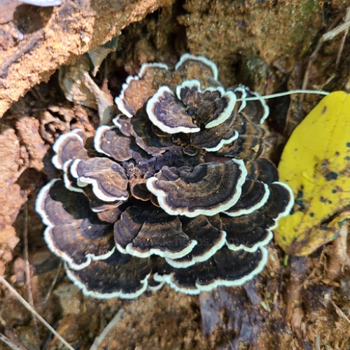 운지버섯 (구름버섯) Turkey Tail