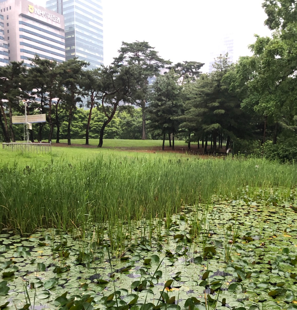 여의도 공원