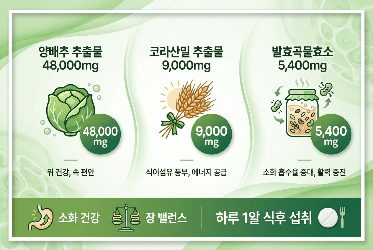 양배추 추출물&middot;코라산밀 추출물&middot;발효곡물효소 함량과 소화 건강, 장 밸런스를 한눈에 보여주는 하루 1알 식후 섭취 안내 인포그래픽