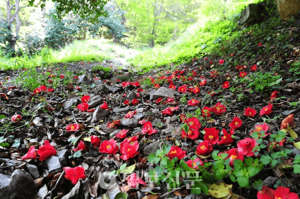 1월에 만나는 고창 선운사 동백꽃 여행 겨울 사찰 산책