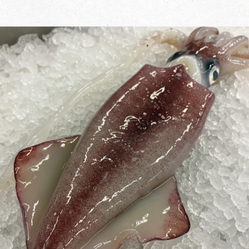 여름 제철 해산물 보관법과 효능