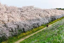 전라도 완주 구이저수지 벚꽃길 벚꽃 명소 베스트 5 벚꽃시기 만개시기 드라이브 코스