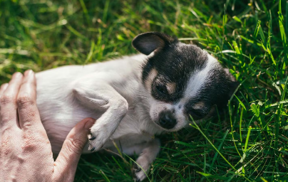 개가 복통을 일으키고 있을 때 생각할 수 있는 병.