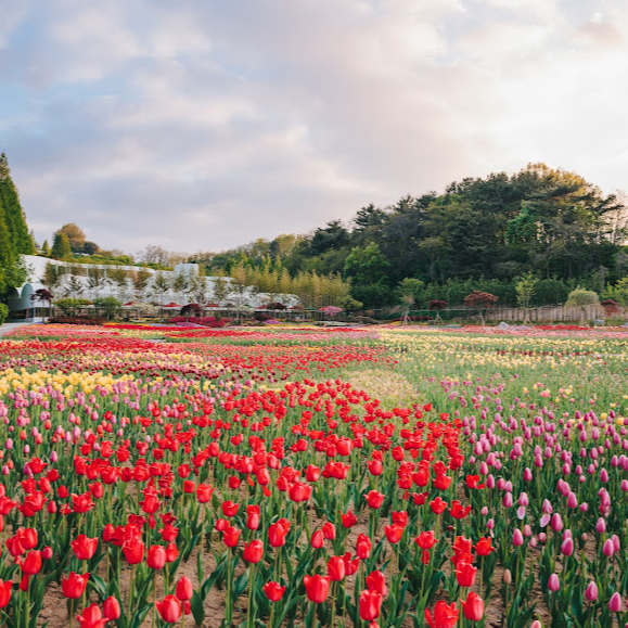 피나클랜드 튤립축제