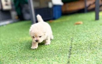 말티푸가격 2024년 솔직한 분양가 정보_14